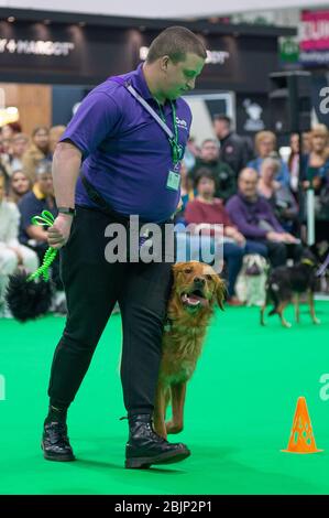 CRUFTS: Bramble der Golden Retriever und sein Handler demonstrieren Rally mit ihrem Team am 7. März 2020 Stockfoto