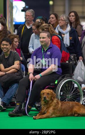 CRUFTS: Bramble der Golden Retriever und sein Handler demonstrieren Rally mit ihrem Team am 7. März 2020 Stockfoto