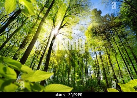 Malerischen Wald von frischen grünen Laubbäumen umrahmt von Blätter, mit der Sonne Gießen ihre warmen Strahlen durch das Laub Stockfoto