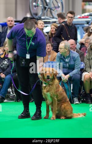 CRUFTS: Bramble der Golden Retriever und sein Handler demonstrieren Rally mit ihrem Team am 7. März 2020 Stockfoto