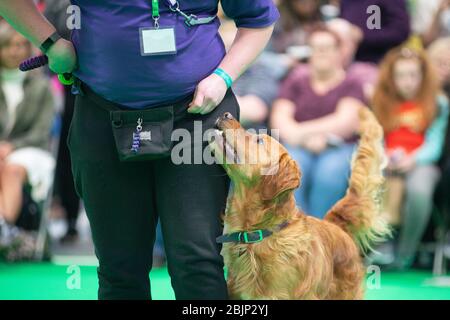 CRUFTS: Bramble der Golden Retriever und sein Handler demonstrieren Rally mit ihrem Team am 7. März 2020 Stockfoto