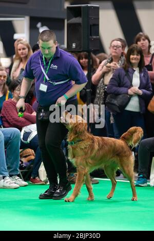 CRUFTS: Bramble der Golden Retriever und sein Handler demonstrieren Rally mit ihrem Team am 7. März 2020 Stockfoto