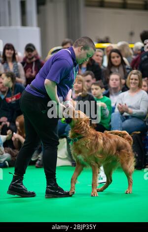 CRUFTS: Bramble der Golden Retriever und sein Handler demonstrieren Rally mit ihrem Team am 7. März 2020 Stockfoto