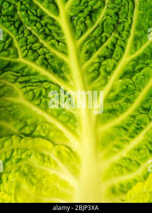 Wirsing Stockfoto
