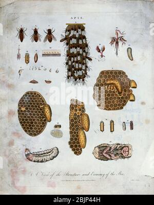 Bienenstöcke und Bienen (APIs) Kupferstich mit Handkolorierung Encyclopedia Londinensis, OR, Universal Dictionary of Arts, Sciences, and literature [Miscellaneous plates] by Wilkes, John Erscheinungsdatum 1796-1829 Stockfoto