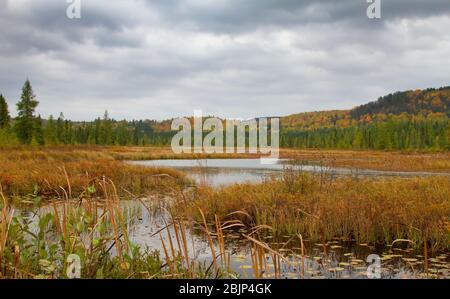 Herbstmorgen entlang Costello Creek im Algonquin Park, Kanada Stockfoto