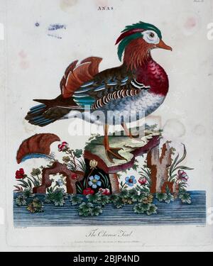 Anas. The Chinese teal [Mandarin Duck, Aix galericulata ] Kupferstich mit Handkolorierung aus Encyclopedia Londinensis, OR, Universal Dictionary of Arts, Sciences, and literature [diverse Plates] von Wilkes, John Erscheinungsdatum 1796-1829 Stockfoto