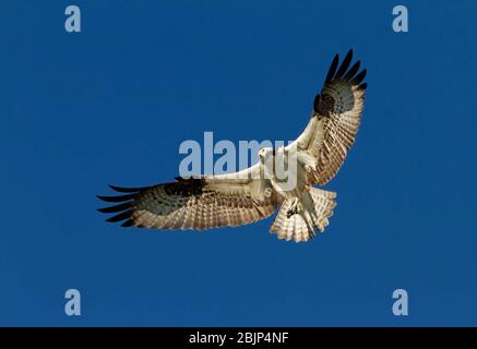 Fischadler fliegt isoliert gegen einen blauen Himmel Stockfoto