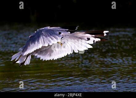 Ringschnabelmöwe, die über einem dunklen Teich angeln Stockfoto