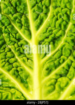 Wirsing Stockfoto