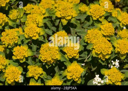 Leuchtend gelbe Blüten von Euphorbia epithymoides im Frühsommergarten Stockfoto