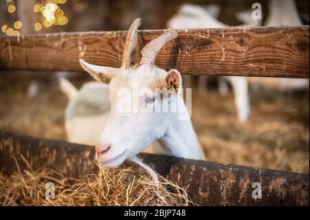 Liebenswert weiße Ziege mit Hörnern steht in einer Scheune. Schön gepflegt Stockfoto