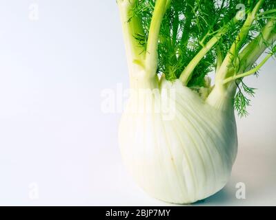 Eine Glühbirne aus Florenz Fenchel auf weißem Hintergrund Stockfoto