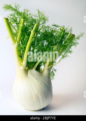 Eine Glühbirne aus Florenz Fenchel auf weißem Hintergrund Stockfoto