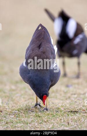 Moorhen, Gallinula chloropus, Courting Display. Martin Mere, Lancashire, England, Großbritannien Stockfoto