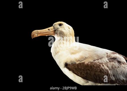 Phoebastria albatrus, Albatros mit kurzen Schwanzwedelungen, auch Albatros genannt: Ein Porträt seltener Vögel mit schwarzem Hintergrund Stockfoto