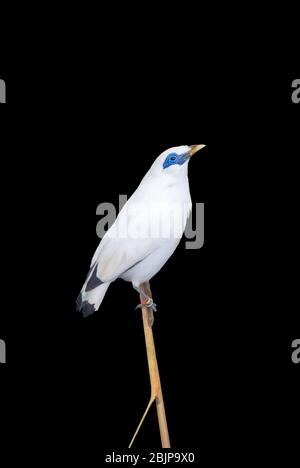 Bali Sterling, Leucopsar rothschildi Alson bekannt als Bali Myna thront auf einem Zweig mit schwarzem Hintergrund Stockfoto