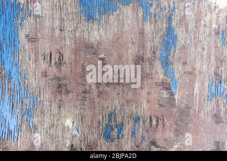 Raue Textur aus Holz Sperrholz mit tiefen Rissen, Abrieb, natürliche Muster von Jahresringen und abblätternder blauer Farbe. Oberfläche als abstrakter Hintergrund für y Stockfoto