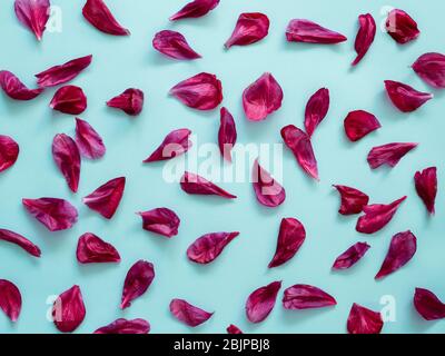 Rot burgunderrot Pfingstrose Blütenblätter flach lag auf blauem Hintergrund. Blütenblätter für minimale Urlaubskonzept. Kreatives Layout aus Blumenblättern. Flaches Lay-Muster. Stockfoto