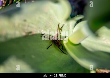 Langbeinspinne auf grünem Blatt in Lettland. Nahaufnahme der Spinne auf grünem Blatt. Stockfoto