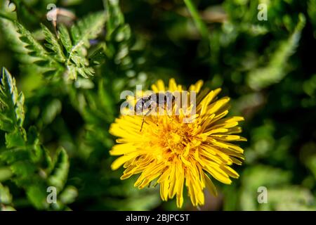 Nahaufnahme der Biene auf der gelben Löwenzahn-Blume. Gelbe Löwenzahn Blume auf grünem Hintergrund im Frühjahr sonnigen Tag. Nahaufnahme der gelben Löwenzahn-Blume in gr Stockfoto