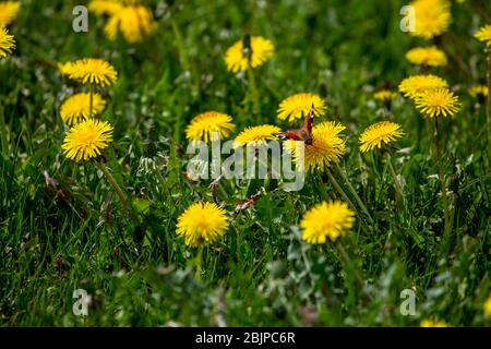 Schmetterling in einer Wiese mit gelbem Löwenzahn. Blühender gelber Löwenzahn unter grünem Gras auf der Wiese im Frühsommer. Grüne Wiese mit gelb bedeckt Stockfoto