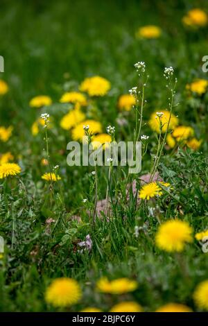Blühender gelber Löwenzahn unter grünem Gras auf der Wiese im Frühsommer. Grüne Wiese mit gelben Löwenzahn im Frühjahr bedeckt. Hintergrund des grünen Fie Stockfoto