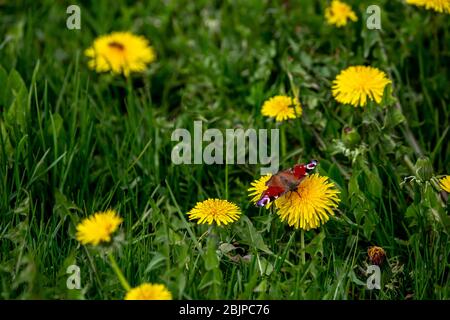 Schmetterling in einer Wiese mit gelbem Löwenzahn. Blühender gelber Löwenzahn unter grünem Gras auf der Wiese im Frühsommer. Grüne Wiese mit gelb bedeckt Stockfoto