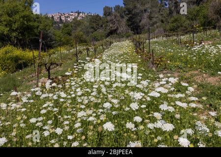 Ein Weinberg in einem Wald in den Judäa Bergen, in der Nähe von Mevasseret Zion, eine Stadt in der Nähe von Jerusalem, Israel. Im Frühling gibt es reichlich Wildblumen Stockfoto