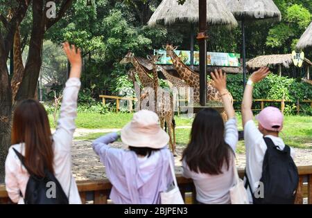 Guangzhou, Chinas Provinz Guangdong. April 2020. Besucher beobachten Giraffen im Chimelong Safari Park in Guangzhou, Südchina, Provinz Guangdong, 30. April 2020. Der Park wurde am Donnerstag mit strengen Maßnahmen zur Pandemieprävention von Coronavirus wieder für die Öffentlichkeit geöffnet. Kredit: Liu Dawei/Xinhua/Alamy Live News Stockfoto