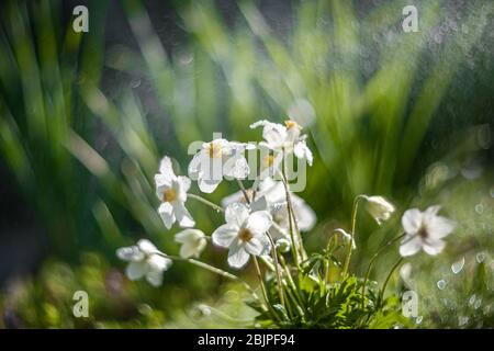 Die einzelne japanische Anemone oder Anemone hupehensis oder die chinesische Anemone ist eine hybride blühende Pflanze mit einer offenen Blume, die weiße Kelchblätter enthält. Stockfoto