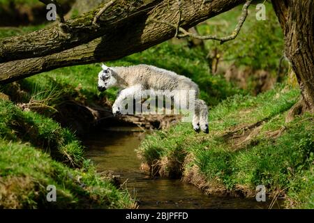 1 kleines süßes, furchtloses, friskisches Lamm (Baby-Schaf) in der Luft, das im Frühling über fließendes Wasser des Baches in Farmfeld springt - Yorkshire, England, Großbritannien. Stockfoto