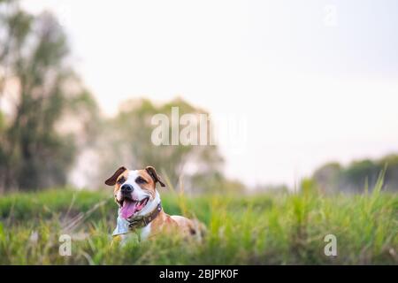 Fröhlicher aktiver Hund in den Wiesen, flache Schärfentiefe und Kopierraum. Staffordshire Terrier oder Boxermuttruht in frischem grünem Gras Stockfoto