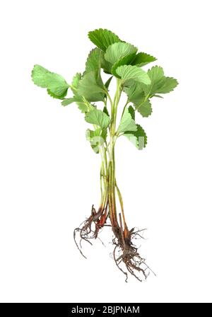 Erdbeerbusch, isoliert auf weiß Stockfoto