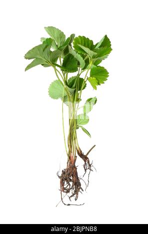 Erdbeerbusch, isoliert auf weiß Stockfoto