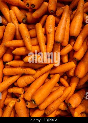 Viele reife Karotten zum Kochen als Hintergrund Stockfoto