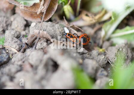 Mediterrane rote Wanzen (Scantius aegyptius): Ein Paarungspaar, das sich über die gedrehte Erde bewegt Stockfoto