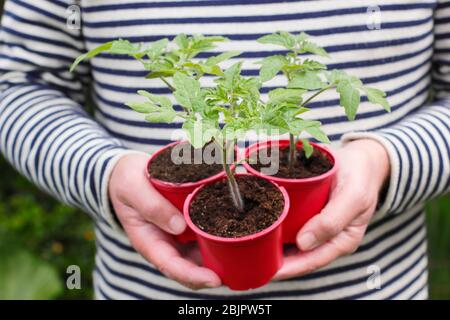 Solanum lycopersicum 'Alicante'. Selbst gezüchtet Tomatenpflanzen in wiederverwendeten Kunststofftöpfen bereit für die Umpflanzung in einen größeren Topf oder Growbag. GROSSBRITANNIEN Stockfoto