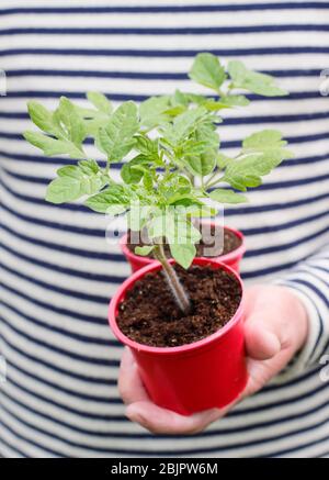 Solanum lycopersicum 'Alicante'. Selbst gezüchtet Tomatenpflanzen in wiederverwendeten Kunststofftöpfen bereit für die Umpflanzung in einen größeren Topf oder Growbag. GROSSBRITANNIEN Stockfoto