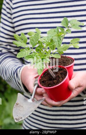 Solanum lycopersicum 'Alicante'. Selbst gezüchtet Tomatenpflanzen in wiederverwendeten Kunststofftöpfen bereit für die Umpflanzung in einen größeren Topf oder Growbag. GROSSBRITANNIEN Stockfoto