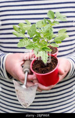 Solanum lycopersicum 'Alicante'. Selbst gezüchtet Tomatenpflanzen in wiederverwendeten Kunststofftöpfen bereit für die Umpflanzung in einen größeren Topf oder Growbag. GROSSBRITANNIEN Stockfoto