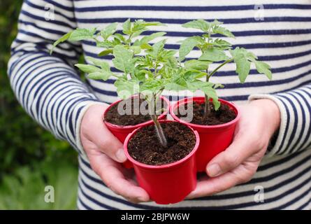 Solanum lycopersicum 'Alicante'. Selbst gezüchtet Tomatenpflanzen in wiederverwendeten Kunststofftöpfen bereit für die Umpflanzung in einen größeren Topf oder Growbag. GROSSBRITANNIEN Stockfoto