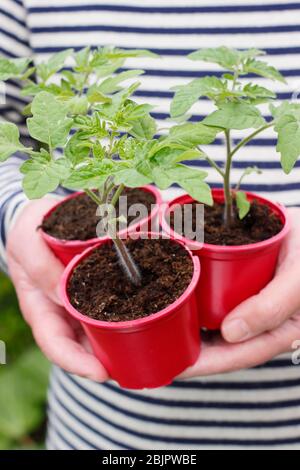 Solanum lycopersicum 'Alicante'. Selbst gezüchtet Tomatenpflanzen in wiederverwendeten Kunststofftöpfen bereit für die Umpflanzung in einen größeren Topf oder Growbag. GROSSBRITANNIEN Stockfoto