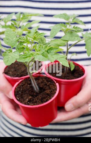 Solanum lycopersicum 'Alicante'. Selbst gezüchtet Tomatenpflanzen in wiederverwendeten Kunststofftöpfen bereit für die Umpflanzung in einen größeren Topf oder Growbag. GROSSBRITANNIEN Stockfoto