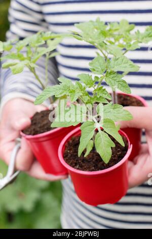 Solanum lycopersicum 'Alicante'. Selbst gezüchtet Tomatenpflanzen in wiederverwendeten Kunststofftöpfen bereit für die Umpflanzung in einen größeren Topf oder Growbag. GROSSBRITANNIEN Stockfoto