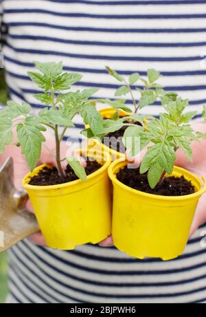 Solanum lycopersicum 'Goldener Sonnenaufgang'. Junge hausgemachte Tomatenpflanzen in wiederverpflanzten Kunststofftöpfen bereit für die Umpflanzung - in einen Topf oder Growbag. GROSSBRITANNIEN. Stockfoto