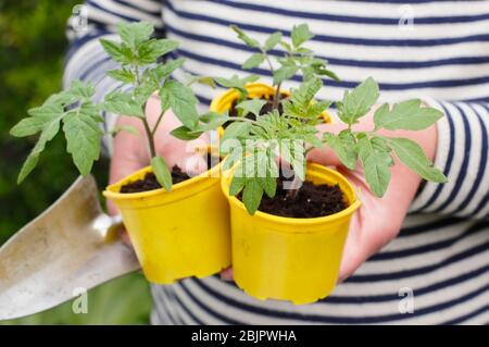 Solanum lycopersicum 'Goldener Sonnenaufgang'. Junge hausgemachte Tomatenpflanzen in wiederverpflanzten Kunststofftöpfen bereit für die Umpflanzung - in einen Topf oder Growbag. GROSSBRITANNIEN. Stockfoto