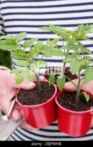 Solanum lycopersicum 'Alicante'. Junge Tomatenpflanzen in wiederverwendeten Kunststofftöpfen, die bereit sind, in einen größeren Topf oder Growbag umzupflanzen. GROSSBRITANNIEN Stockfoto