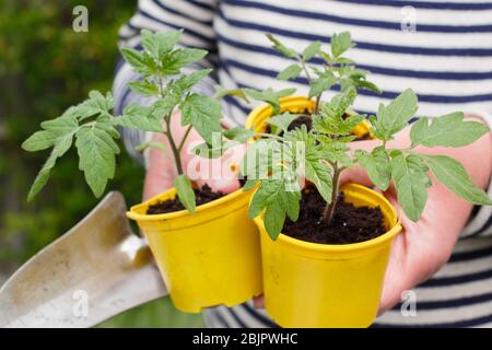 Solanum lycopersicum 'Goldener Sonnenaufgang'. Junge hausgemachte Tomatenpflanzen in wiederverpflanzten Kunststofftöpfen bereit für die Umpflanzung - in einen Topf oder Growbag. GROSSBRITANNIEN. Stockfoto