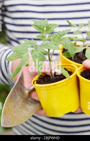 Solanum lycopersicum 'Goldener Sonnenaufgang'. Junge hausgemachte Tomatenpflanzen in wiederverpflanzten Kunststofftöpfen bereit für die Umpflanzung - in einen Topf oder Growbag. GROSSBRITANNIEN. Stockfoto